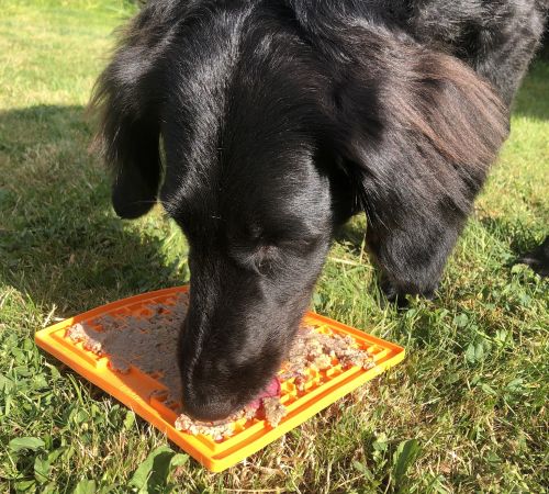 DIY Canine Enrichment Activities! 