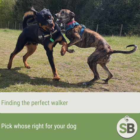 How to pick the right dog walker