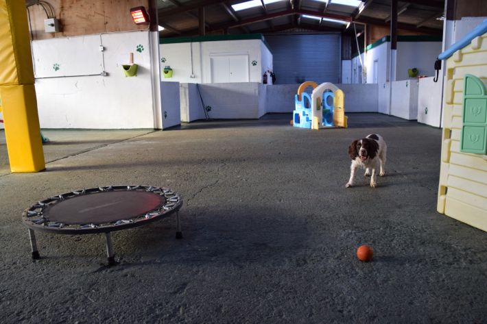 Doggy daycare chandlers ford