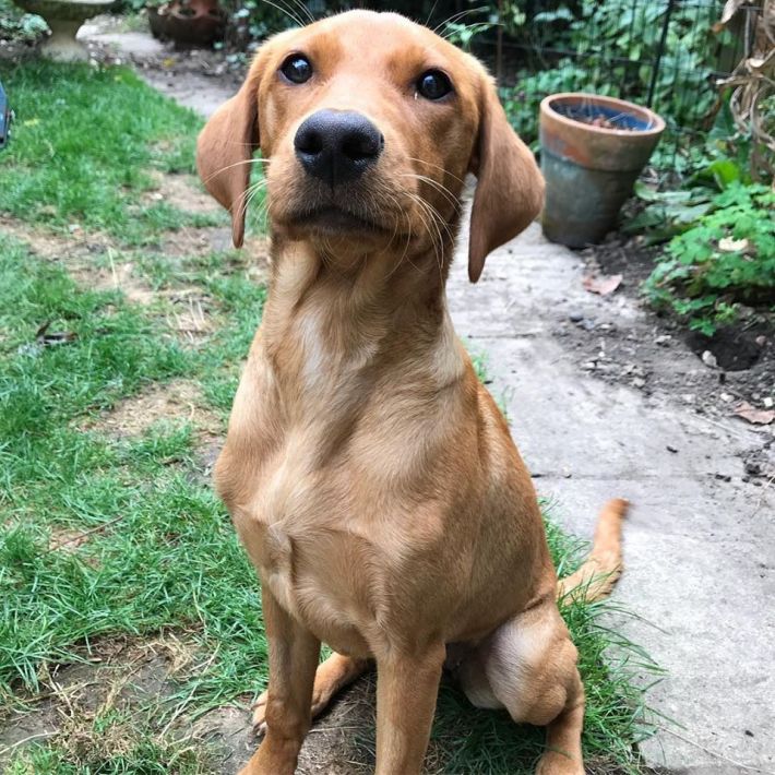 puppy visits eastleigh