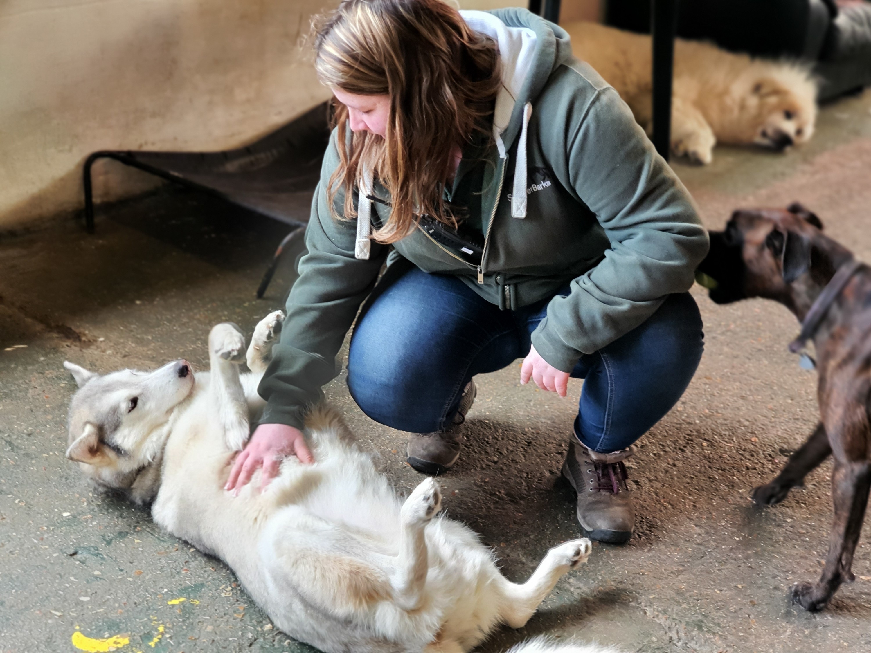Dog daycare Winchester