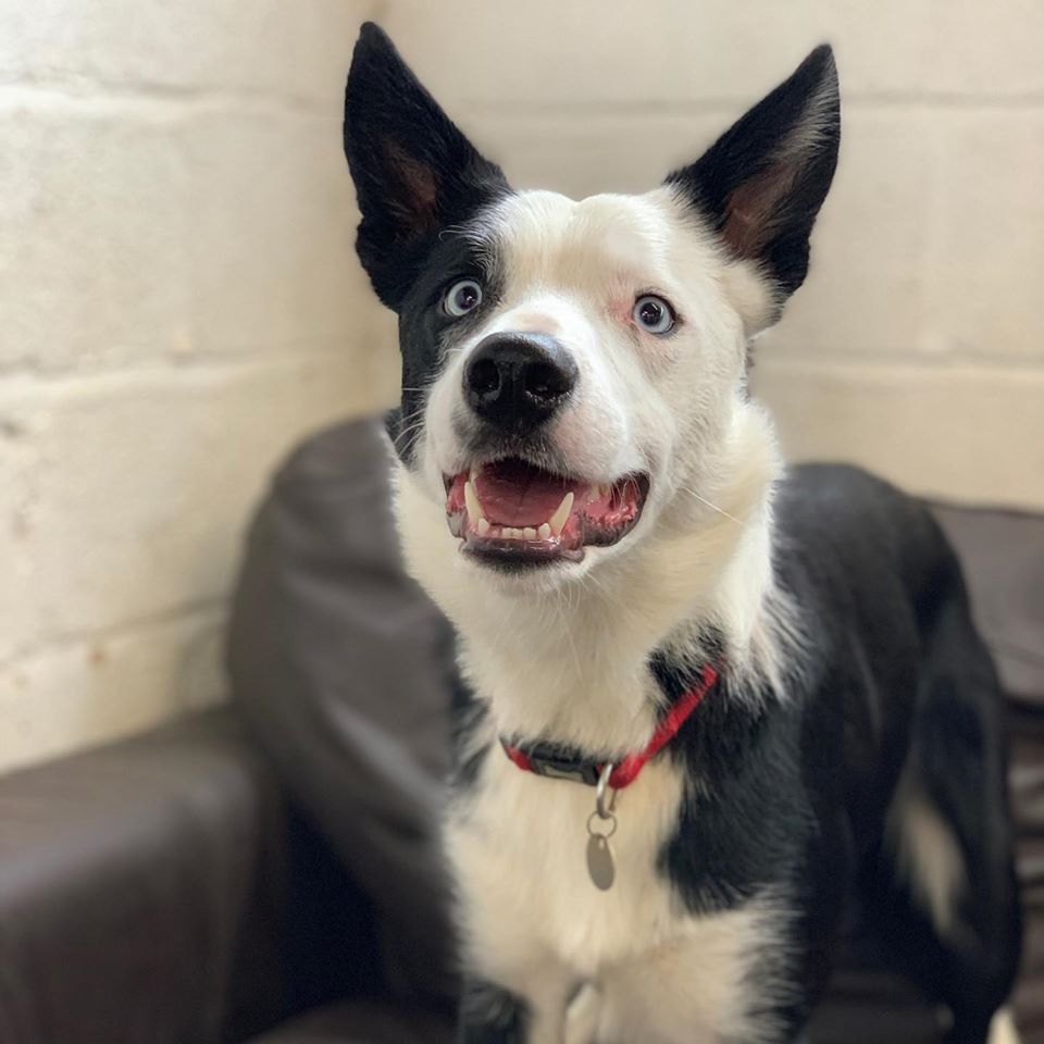 Dog daycare Winchester