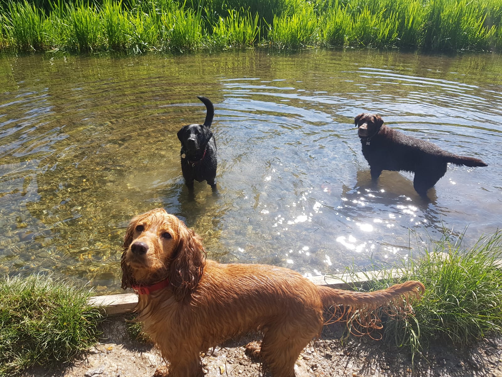 Dog Walking Romsey