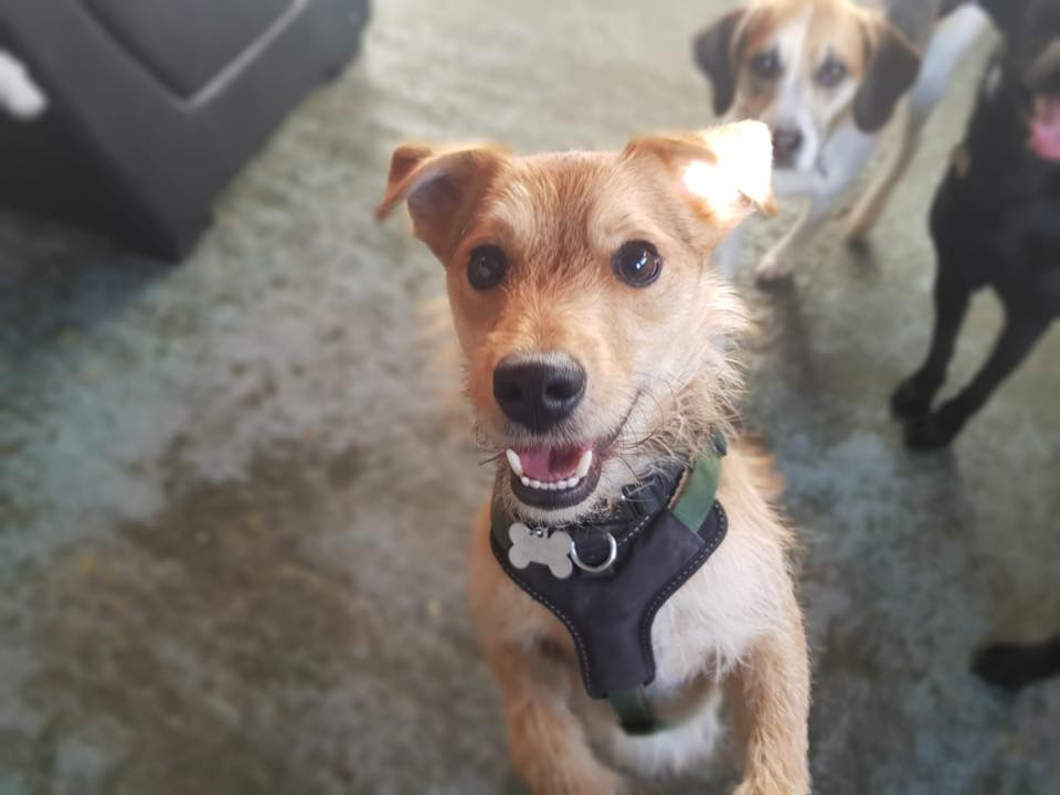 Dog daycare Romsey