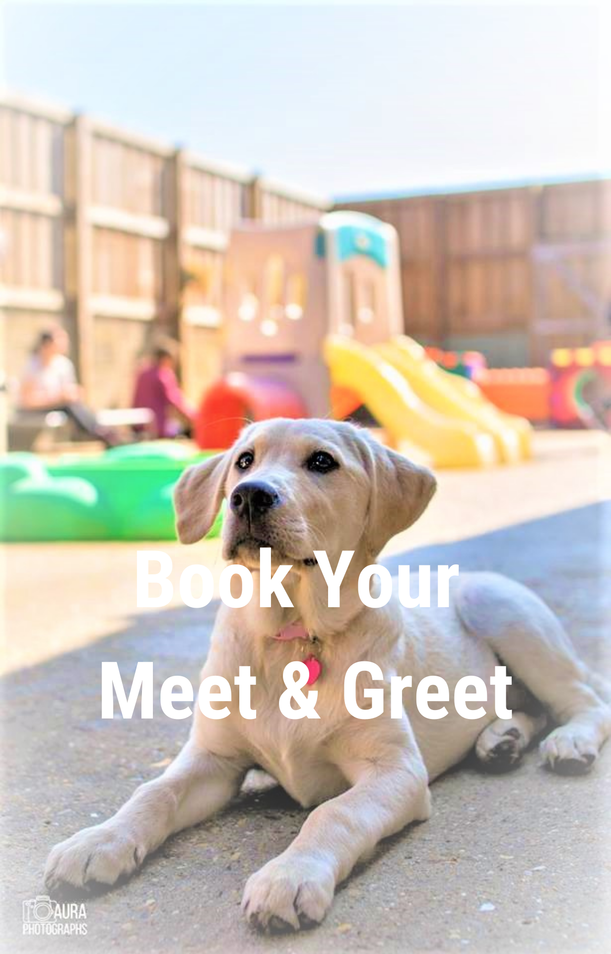 Dog daycare chandlers ford