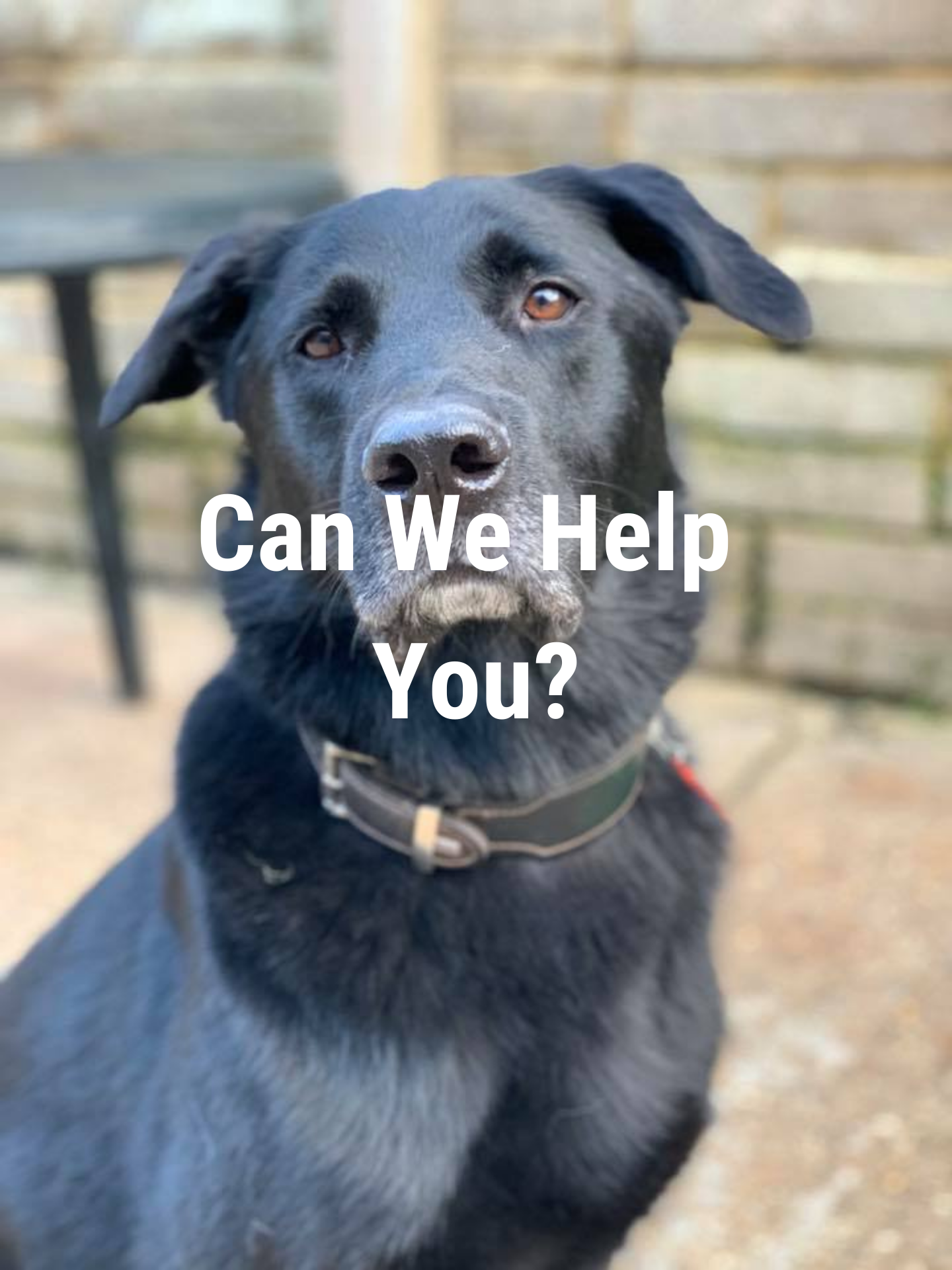 Dog daycare eastleigh