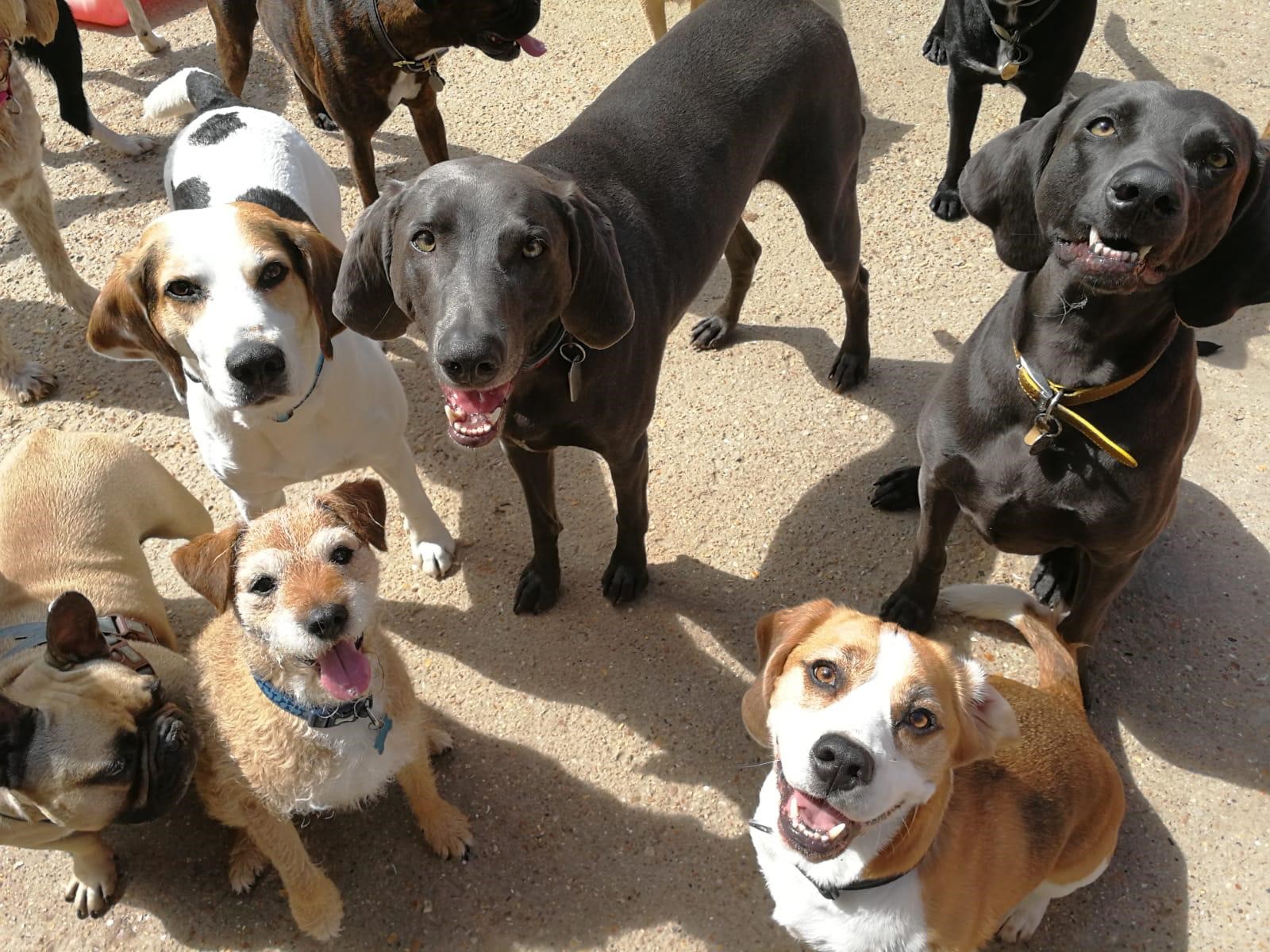 Dog daycare Romsey