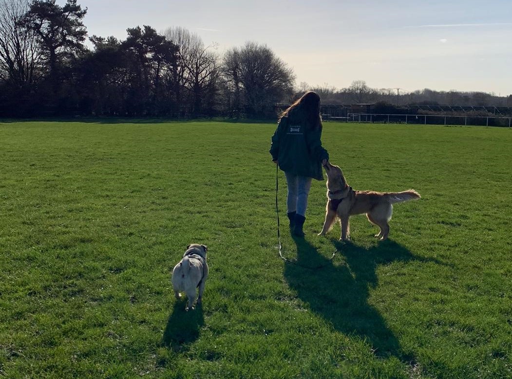 Dog Walking Eastleigh