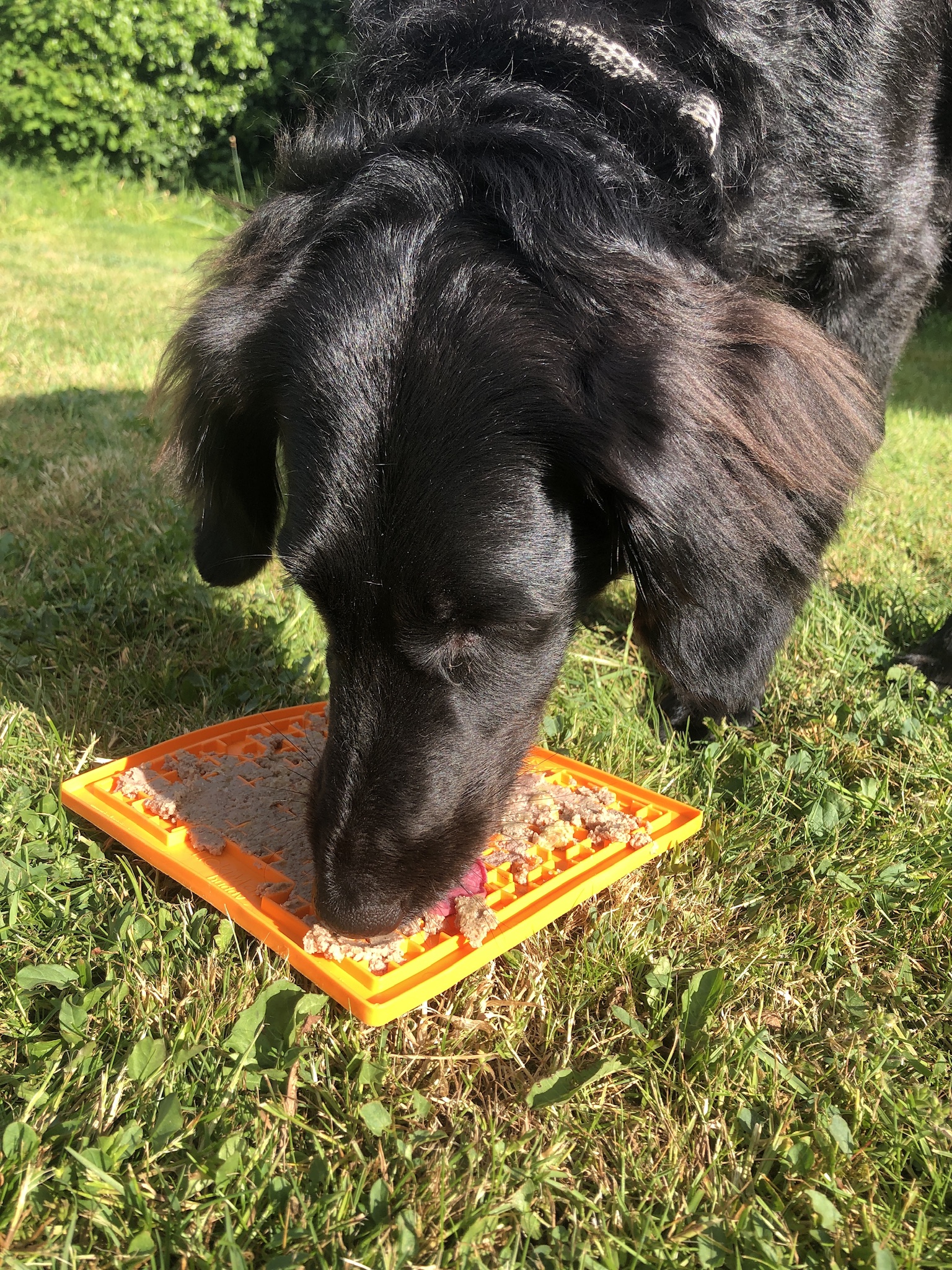 Lickmats are available for sale in our Scenterbarks Reception