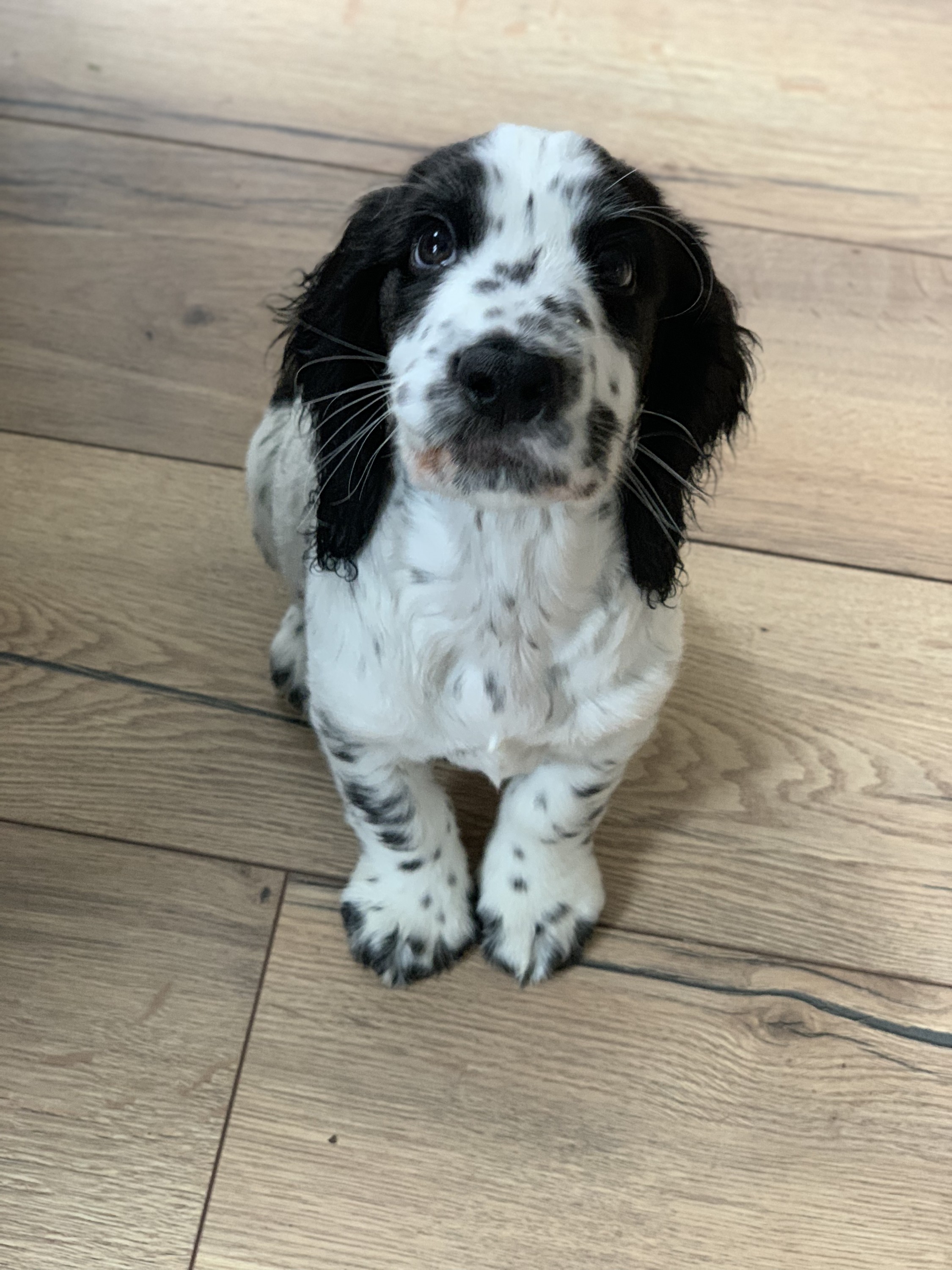puppy visit winchester