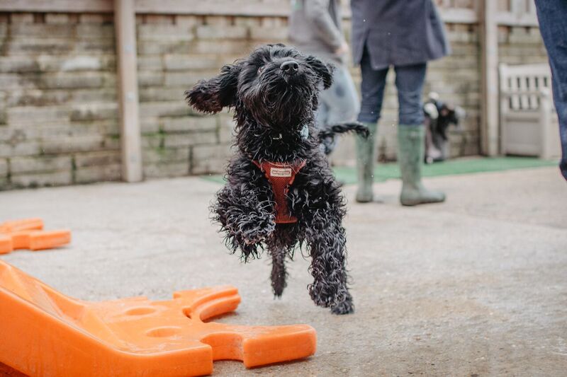 Dog daycare Romsey