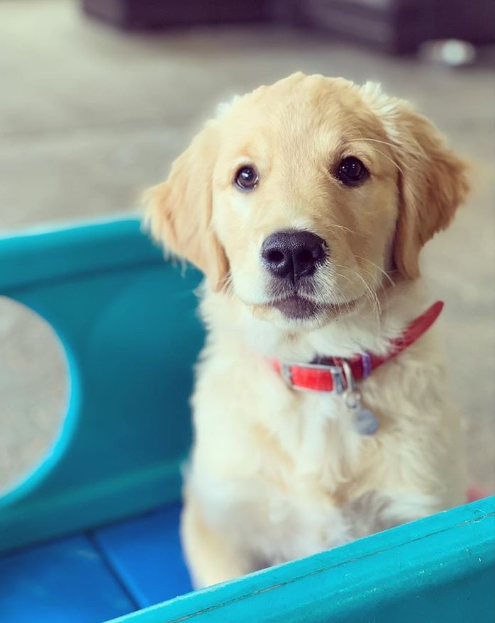 puppy visits chandlers ford