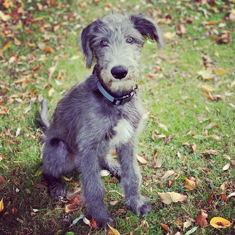 puppy visits chandlers ford