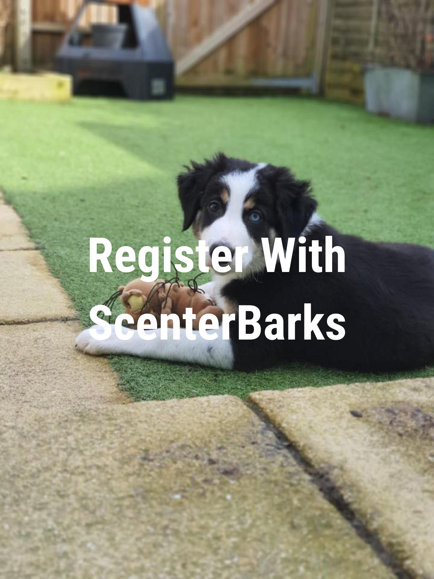 puppy daycare winchester