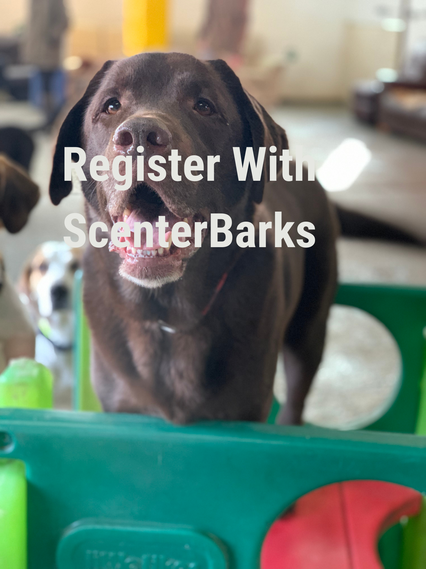 Dog daycare Eastleigh