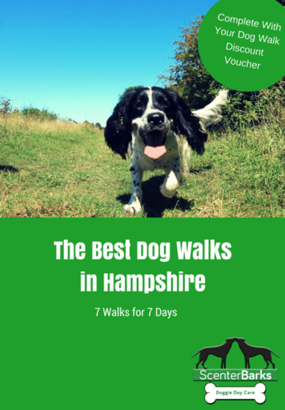 Dog Walks Hampshire