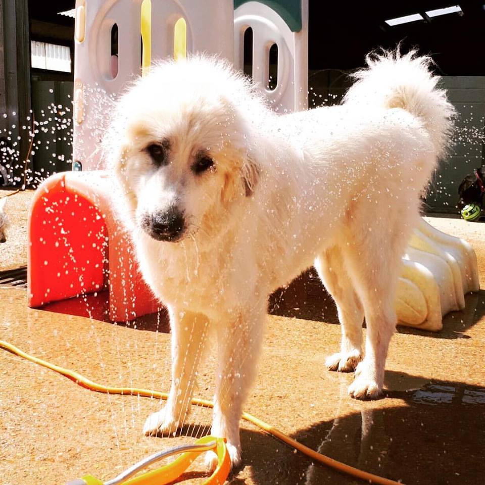 Dog daycare winchester