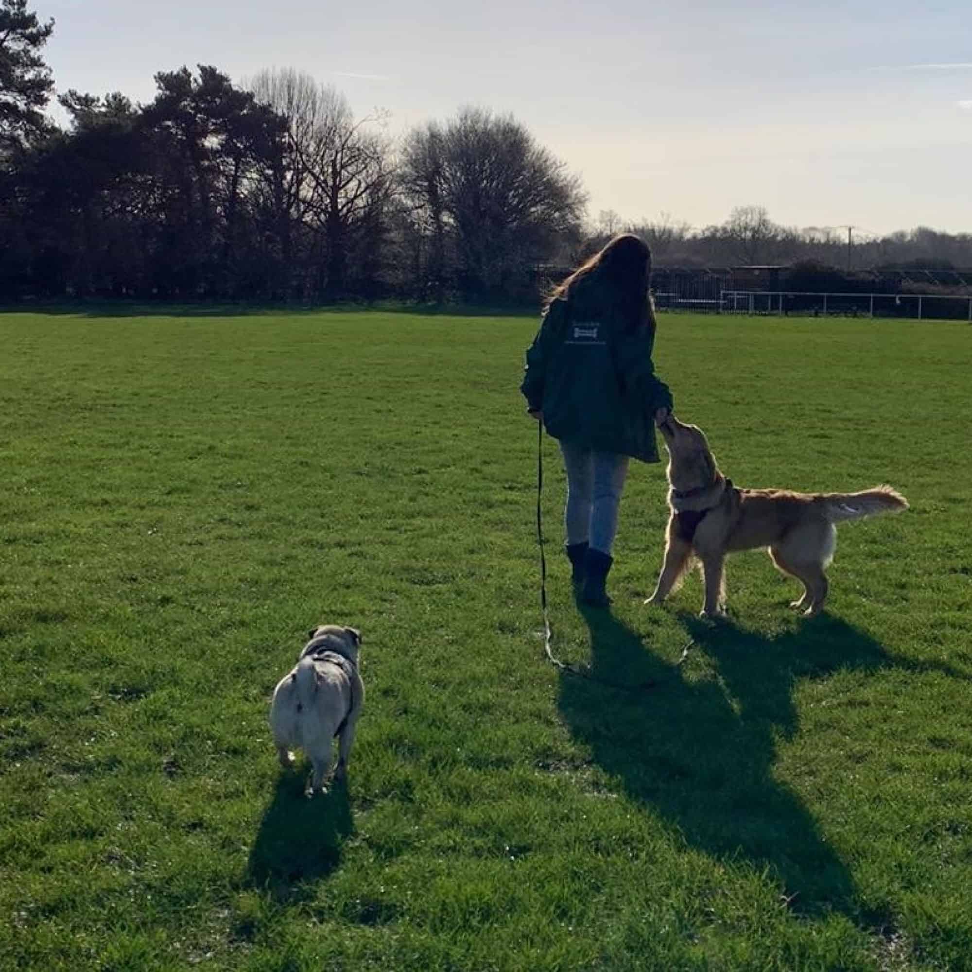 Experienced dog walkers DBS checked. safe and secure Otterbourne