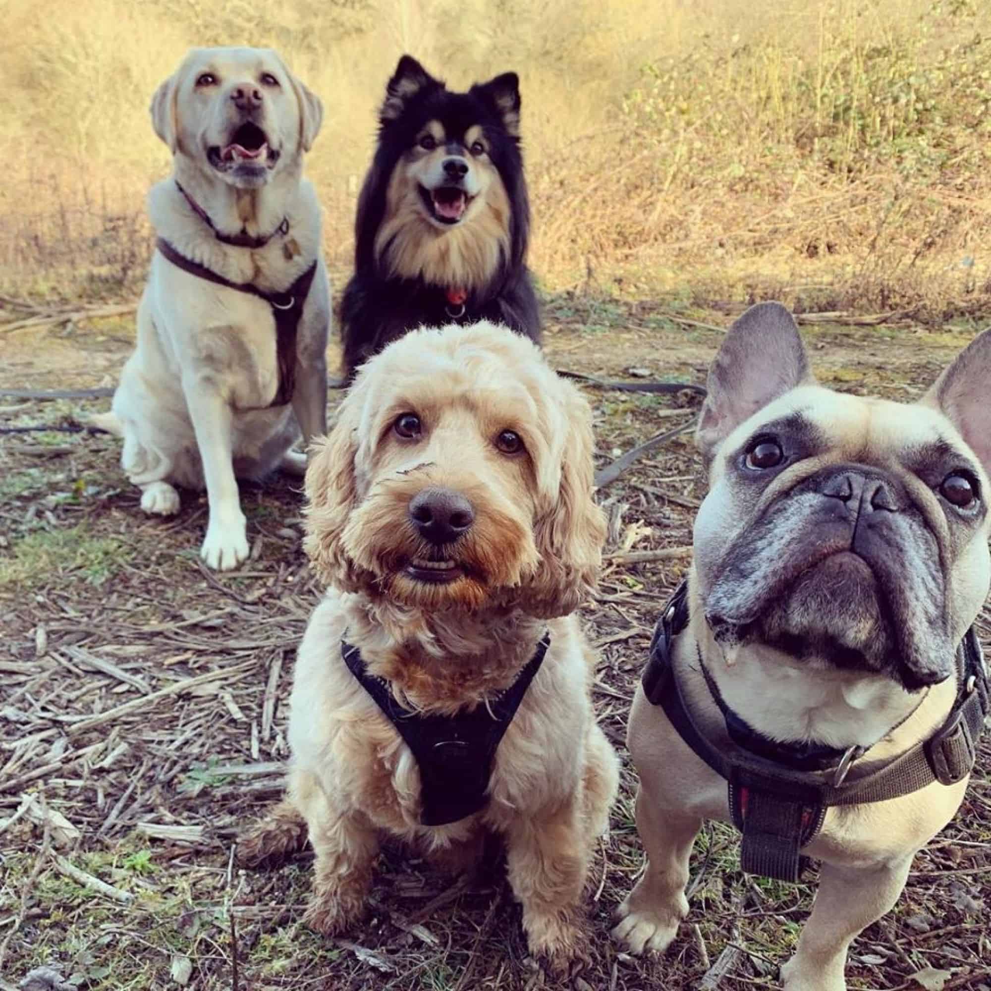 Hours of dog walking with playmates in beautiful locations in winchester and surrounding areas