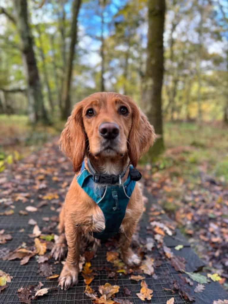 Cocker Spaniel in harness at Doggy Daycare where we offer walking by experienced dog walkers