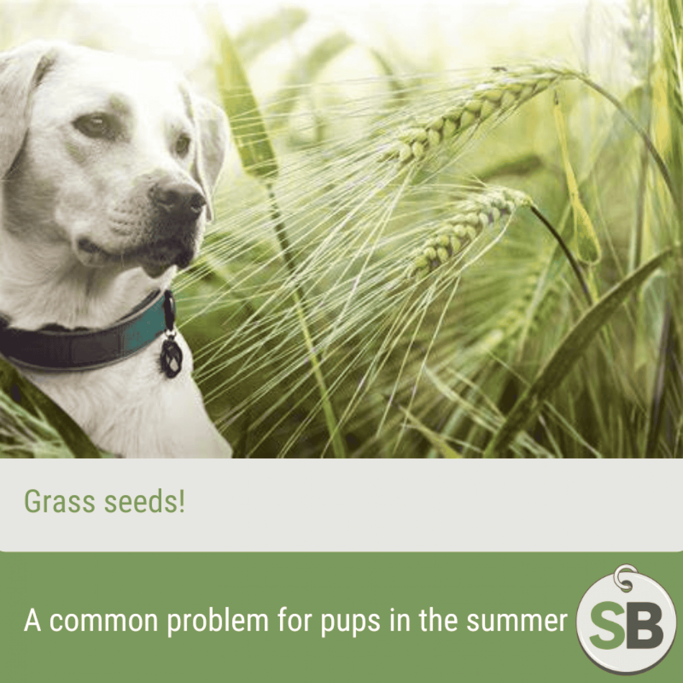 Beautiful view of Dangers Of Sweet Grass To Small Breeds
