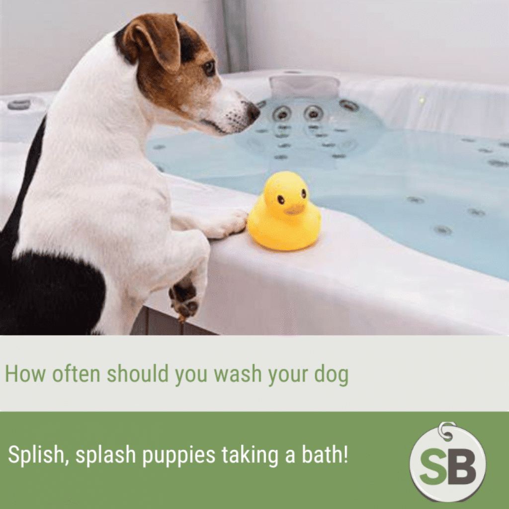 how often should you wash your dog