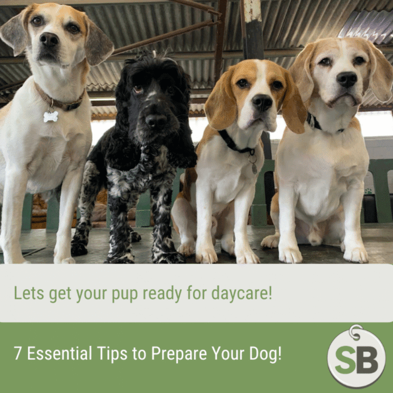 seven essential tips to help you prepare your dog for daycare