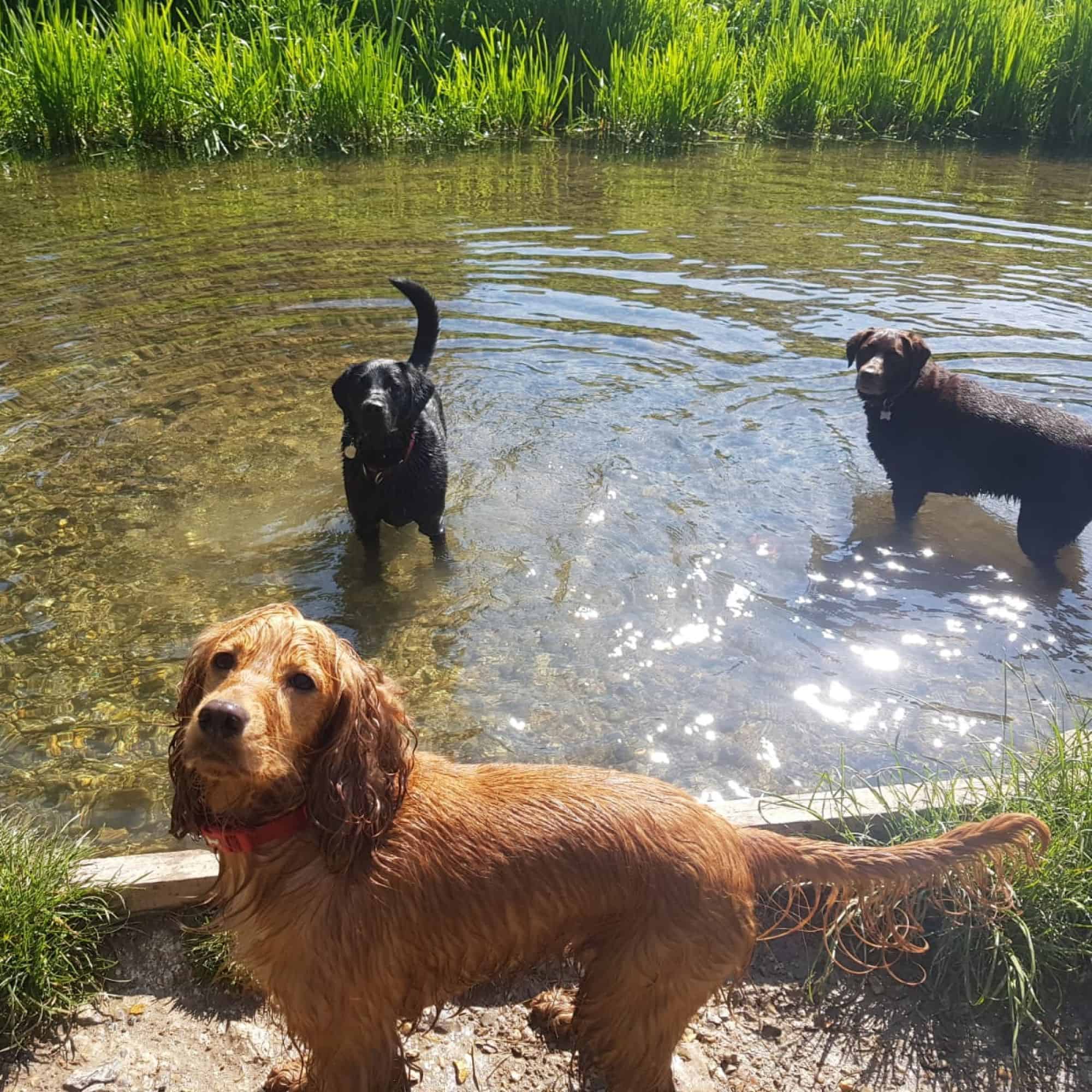 Positive reinforcement training techniques for dogs, Hampshire