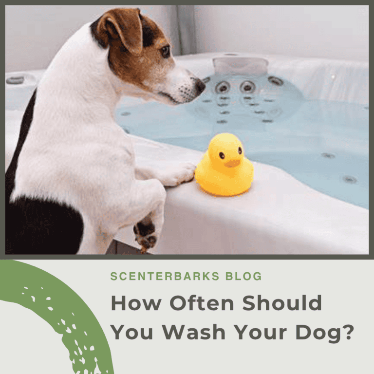 How Often Should You Wash Your Dog