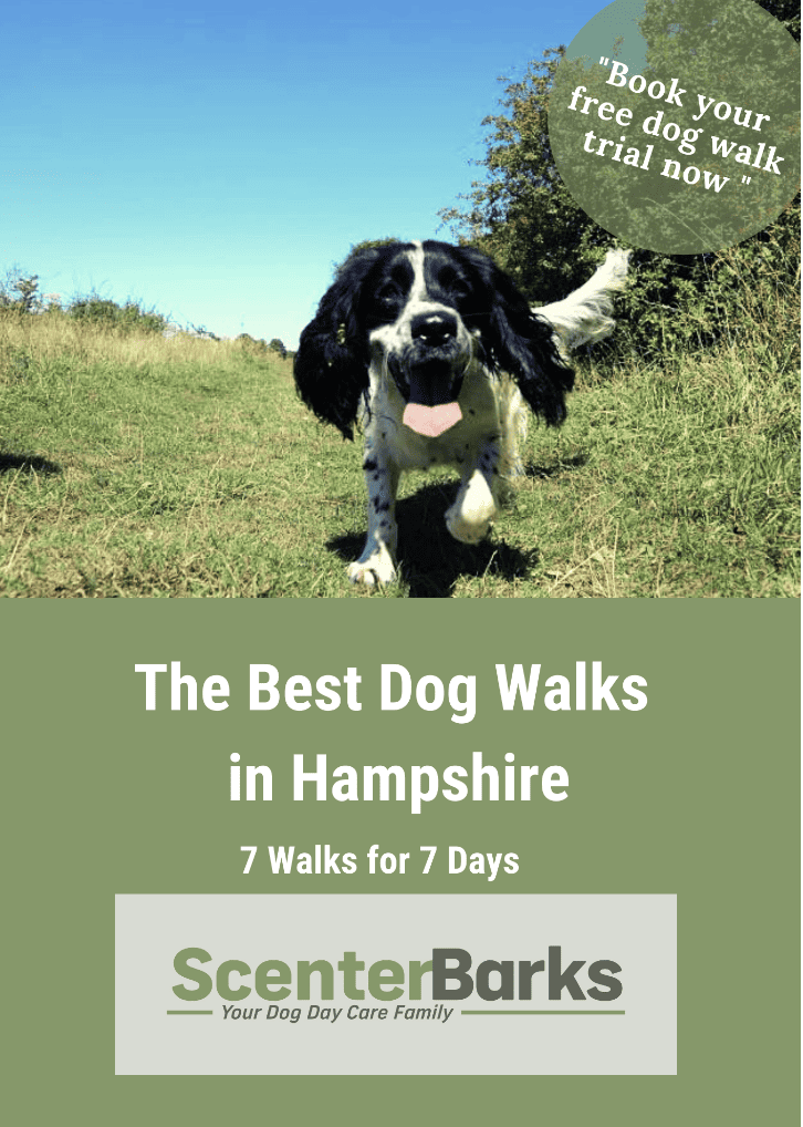 The Scenterbarks Guide to Dog-Friendly Hampshire