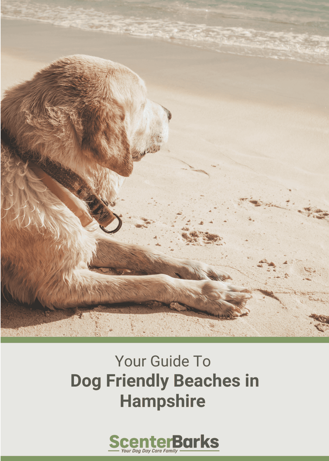 Your guide to the best Dog Friendly Beaches in Hampshire
