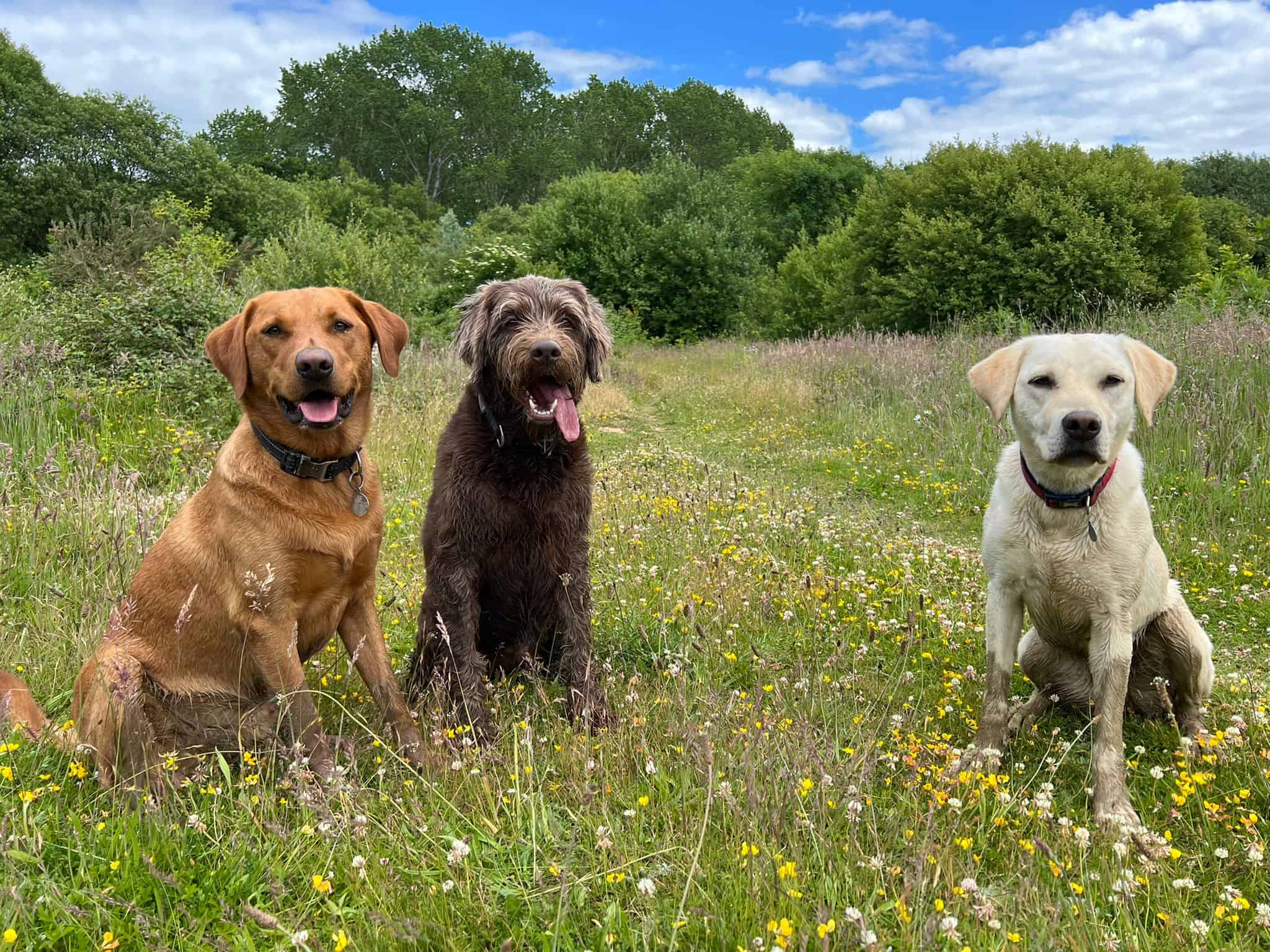 Three dogs in a field at Daycare facilities or a meet and greet with a member of our fab dog walking team, Winchester