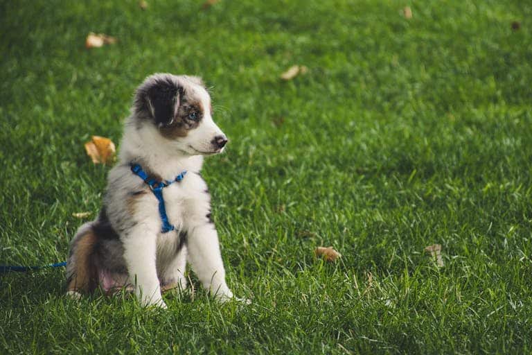 Cute Australian Shepherd puppy with leash sitting on green grass outdoors.
