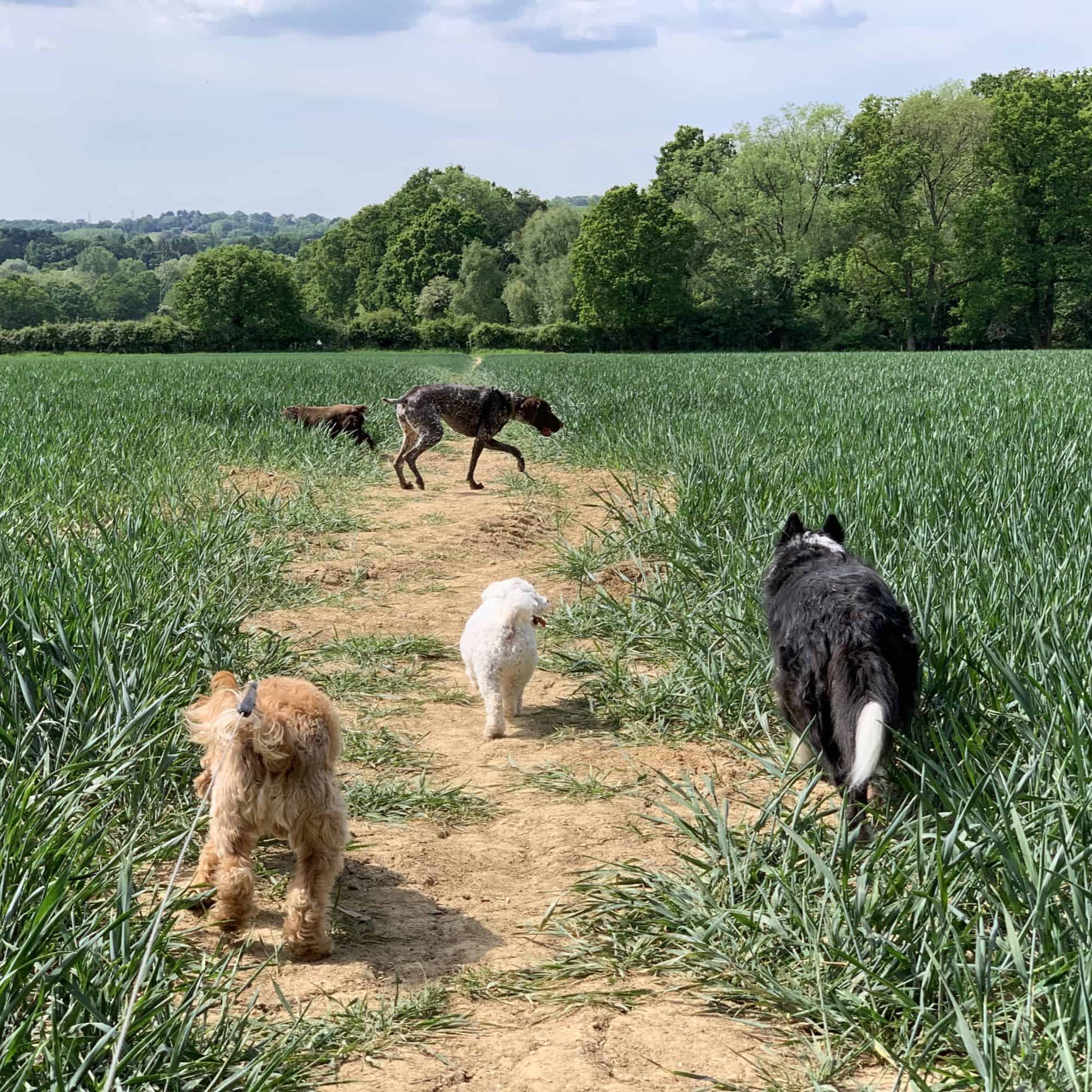 Dog Walks in large safe areas with options of a variety of locations