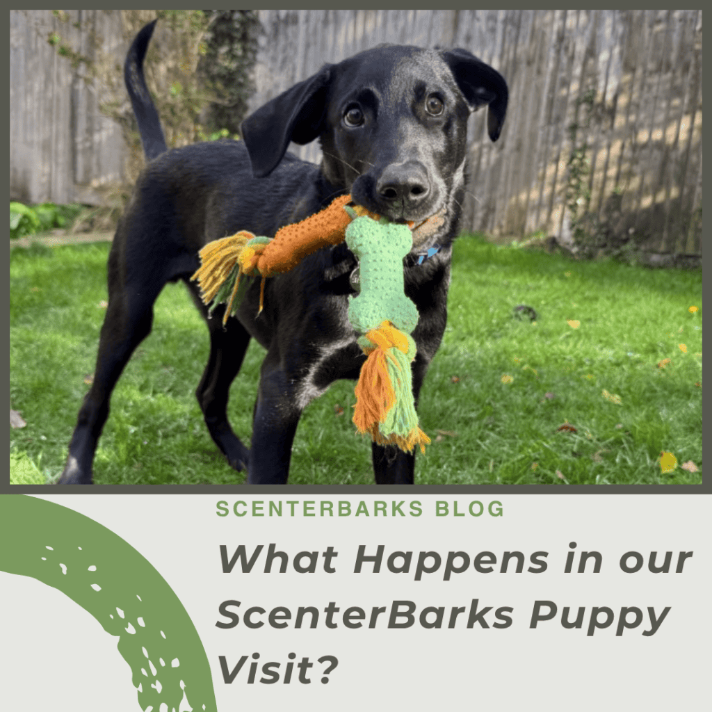 Puppy Visits