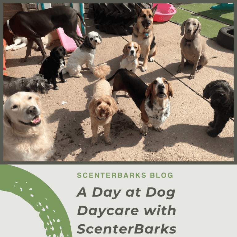 Dog Daycare